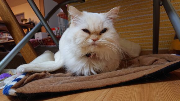 ヒマラヤン猫の飼い主さん必見！知っておきたい病気と予防法