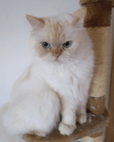 オス猫の去勢は必要？飼い主さんのリアルな体験談をご紹介、去勢のメリット・デメリットも